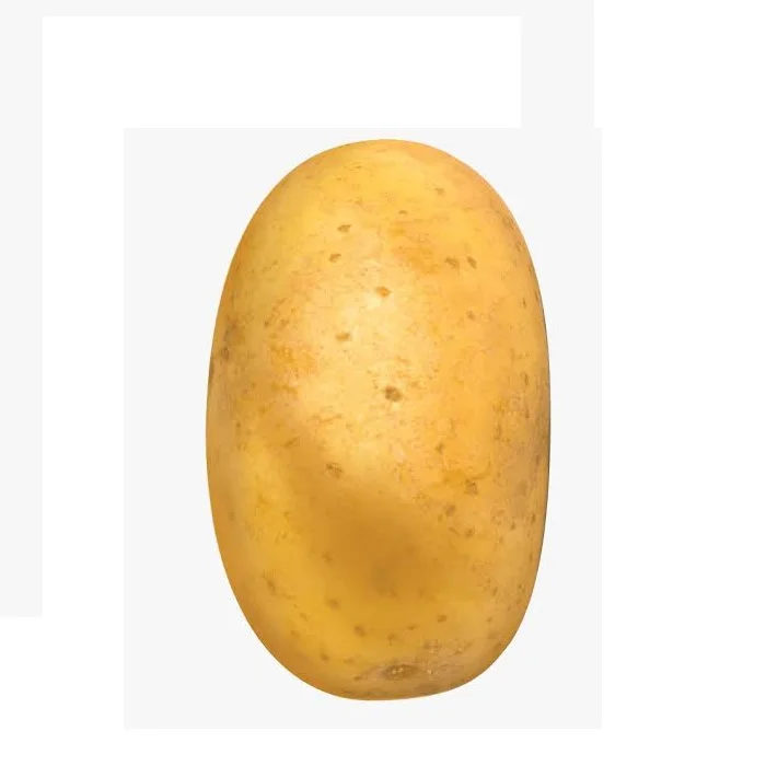 Fresh Potatoes High Quality Export Oriented New Crop Per Ton Low Price For Wholesale Price Fresh Potato Holland From Bangladesh