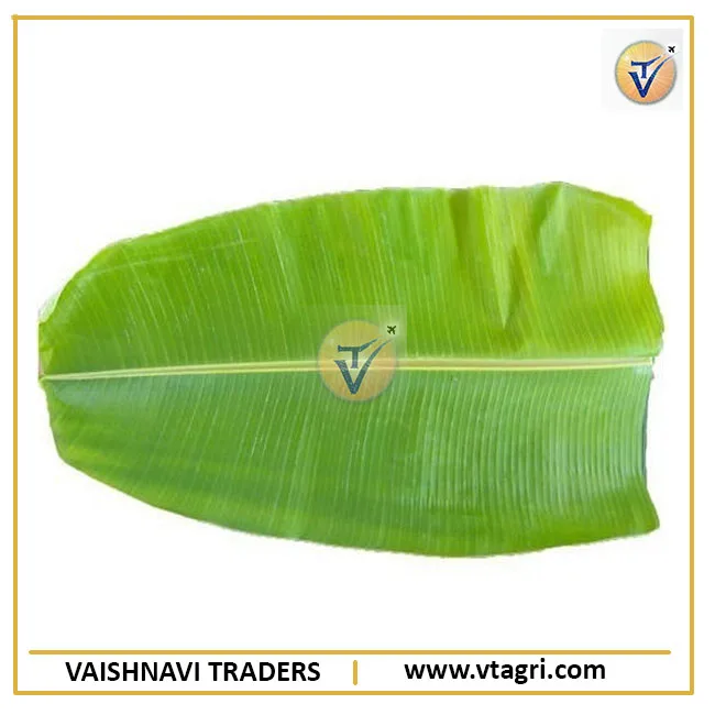 High Quality Indian Fresh Banana Leaf exporter from India - Green Banana Leaves - Banana Leaves supplier