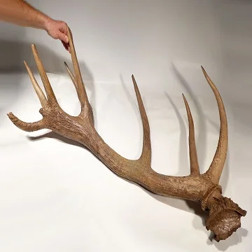 Hot Sale! Red Deer Antlers In Bulk
