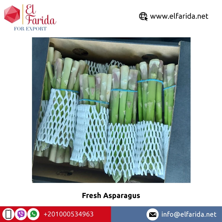 Leading Wholesaler of Best Selling 100% Pure Natural Green Fresh Asparagus From Egypt Excellent Quality
