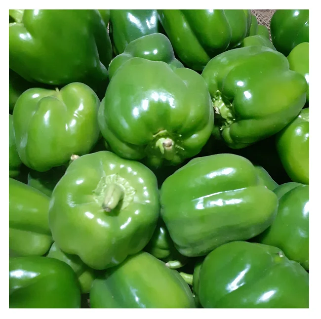 Fresh egyptian capsicum fresh bell pepper egypt high quality fresh sweet pepper cheap price 100% Natural