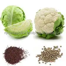 cauliflower seed3.jpg