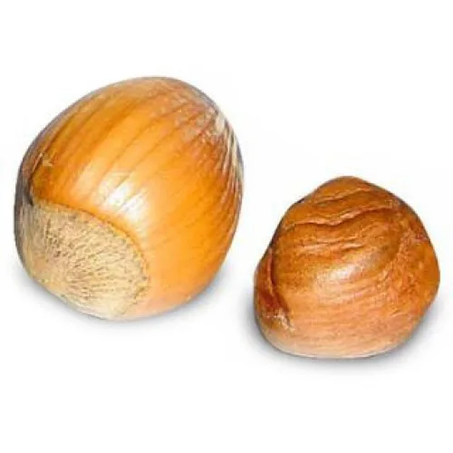 Natural Premium Quality Hazelnut