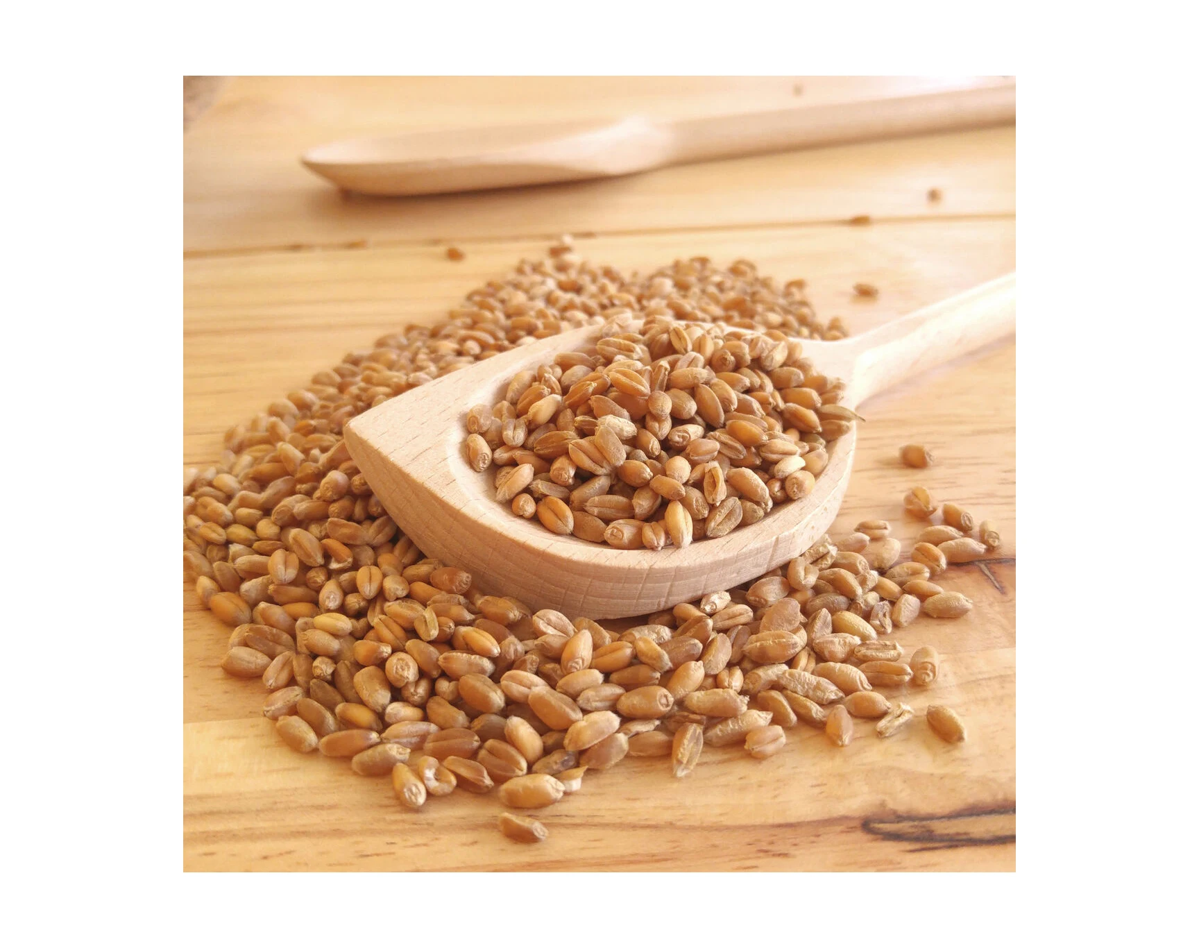 PREMIUM QUALITY whole grain wheat for sale wheat grain wholesale buy wheat grain