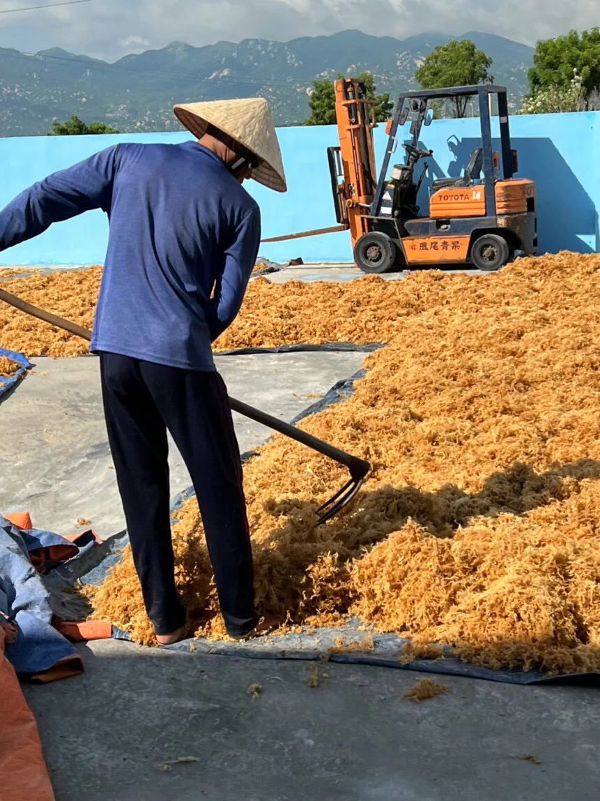 MANUFACTURER GOLD SEA  MOSS/100% Natural Wild crafted Irish Sea moss origin Ninh Thuan, Vietnam