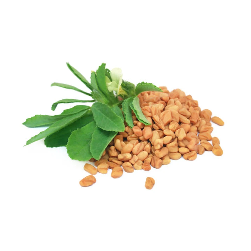 Wholesale Indian Spices Fenugreek Seeds Whole Yellow Color Round Shape Fenugreek Seeds Origin From India