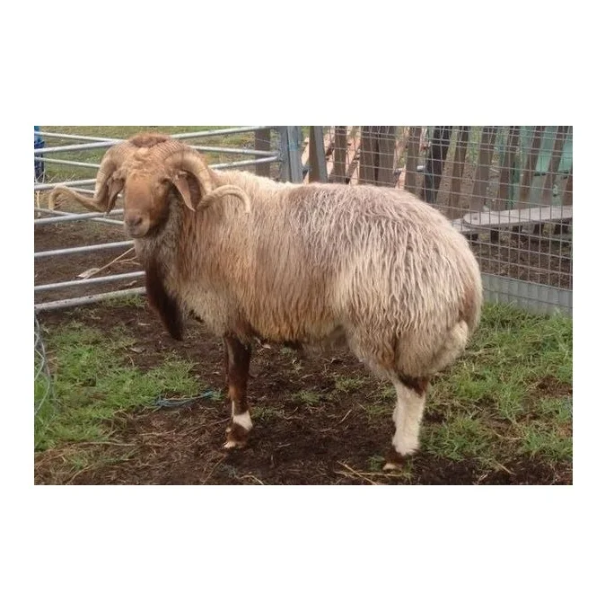 Direct Supplier Alive Awassi Sheep Bulk Quantity Available At Cheap Price