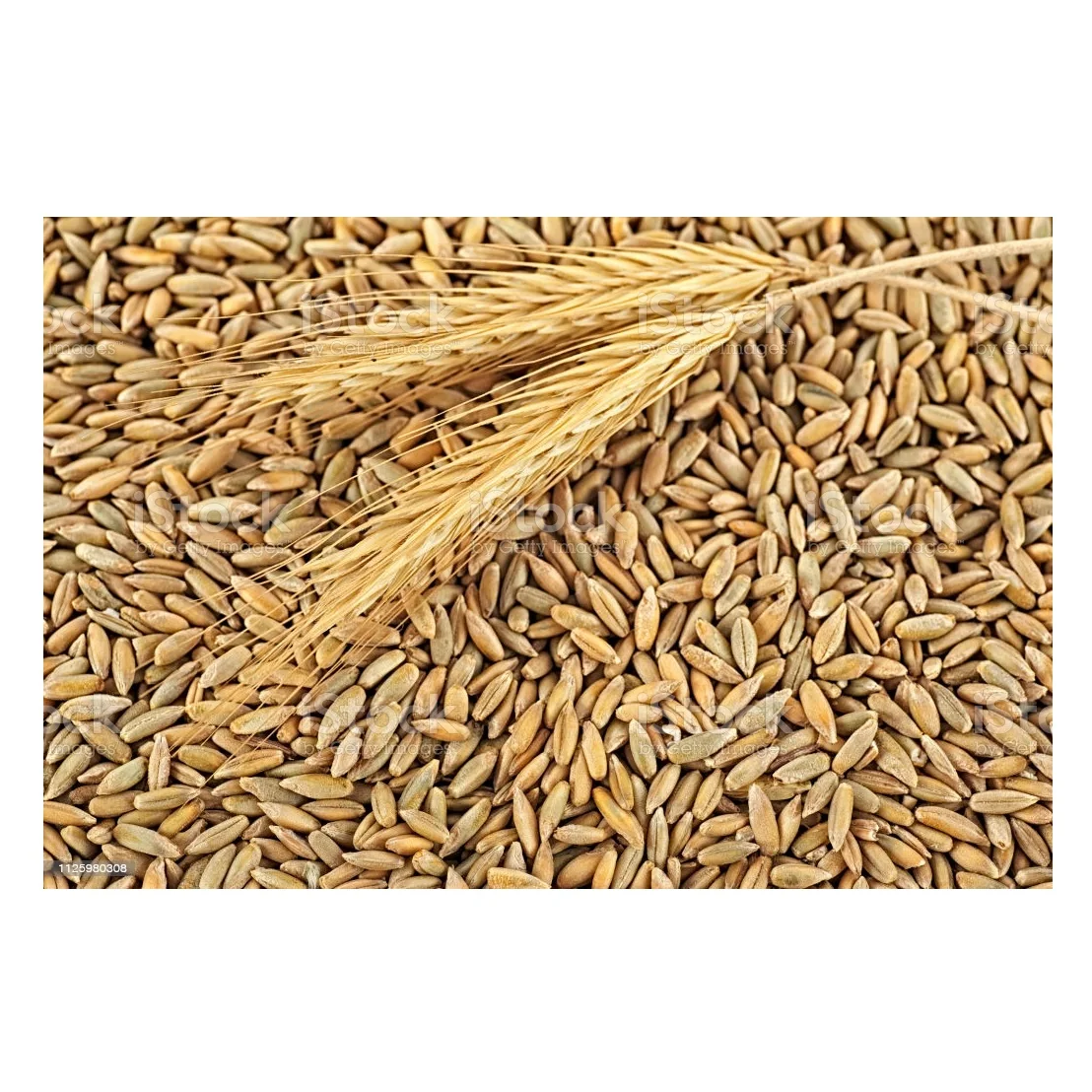 Wholesale Price Supplier of Organic Rye Grains Bulk Stock With Fast Shipping