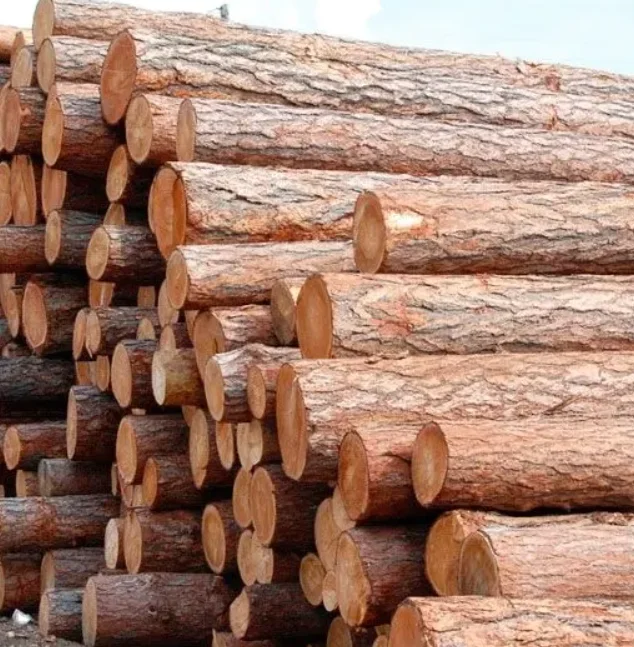 Wholesale Beech Wood Logs / Sawn Spruce Wood Logs Pine Wood lumber