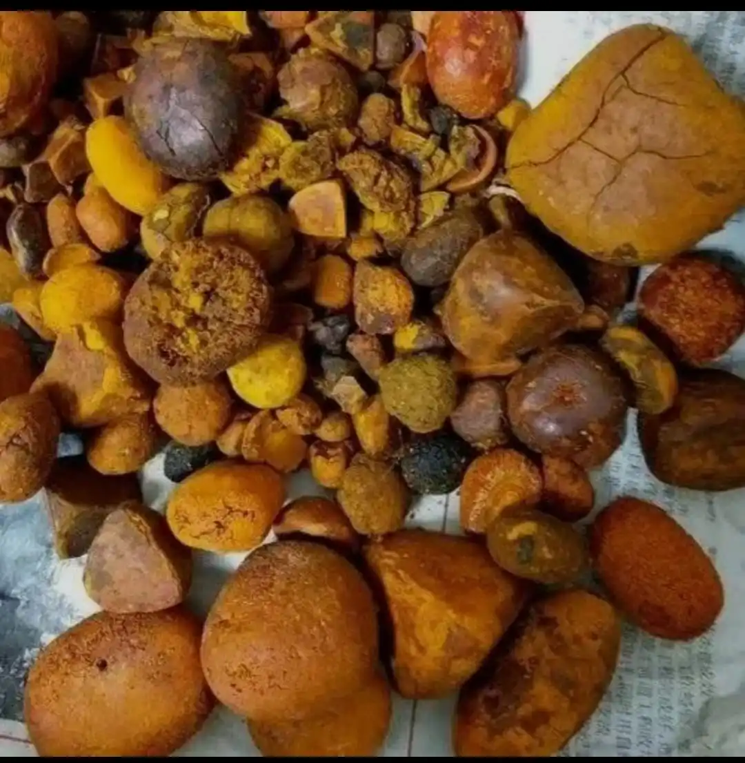 Dried Cow Ox Gallstones available for sale EUROPE