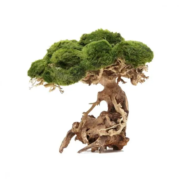 2024 Hot Design Best Seller Bonsai Driftwood with Moss for Home Decoration WhatsApp: +84 961005832