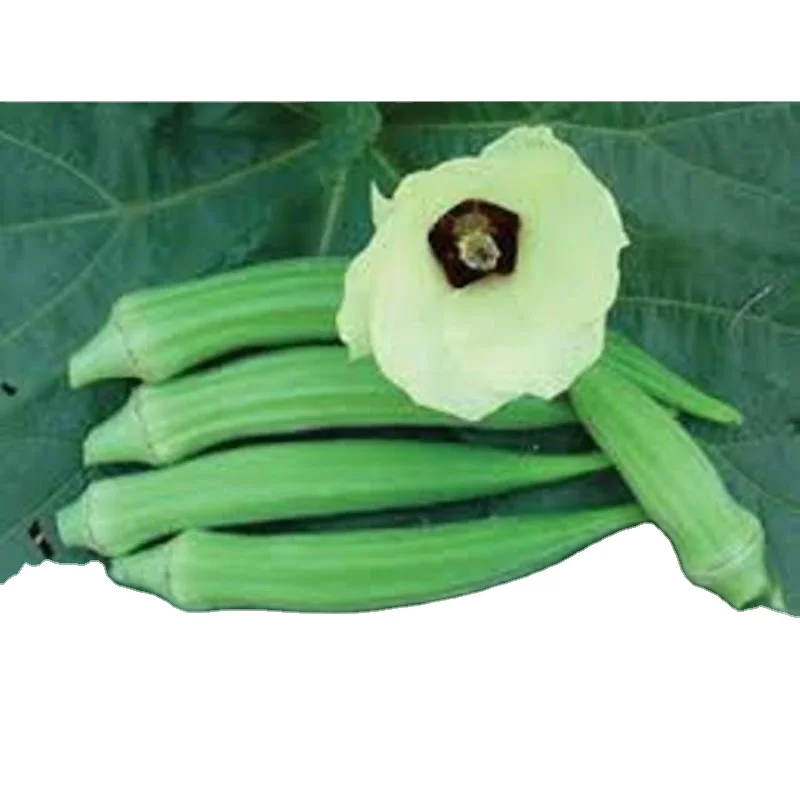 Темно-зеленый, Лучшая цена на качественные фрукты для потребления Okra/Okro, темно-зеленые экспортеры из Индии