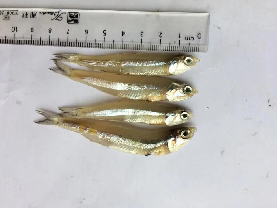 Good Taste Dried Fish Dried Small Anchovy - Natural Sun-dried Fish with good price in bulk quantity Ms Sophie