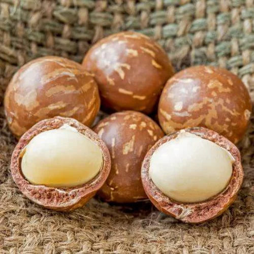 MUST TRY | SATLED MACADAMIA NUTS / BULK MACADAMIA NUTS FROM VIET NAM