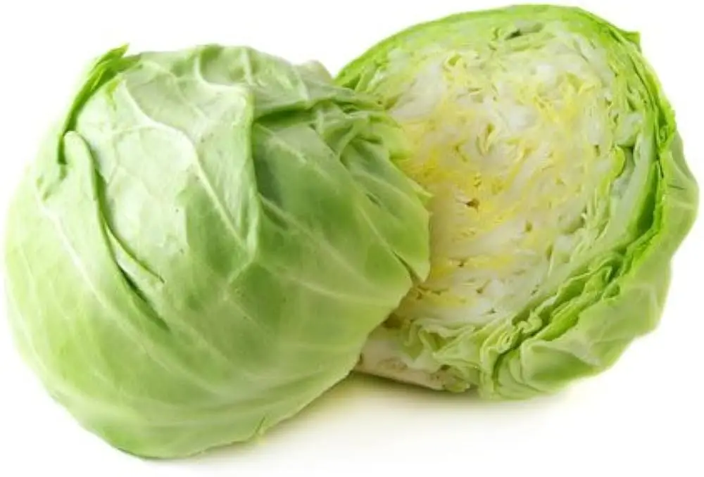 wholesale delicious exporting brands fresh organic cabbage.