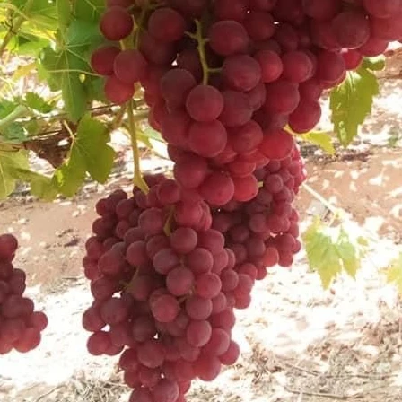 Fresh Flame Grapes , Flame Grapes , New Season of Fresh Grapes 2022