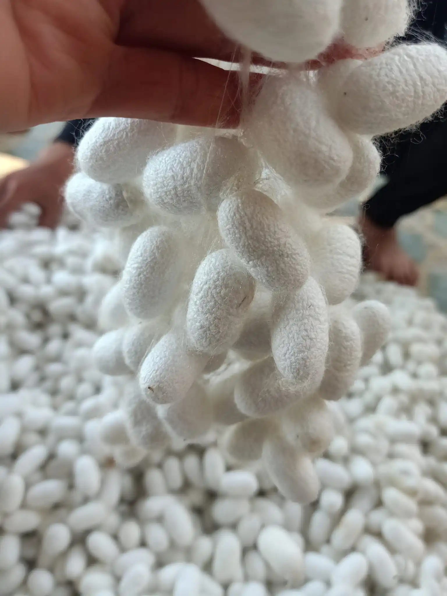 NATURAL CUT SILK COCOON FROM VIETNAM HIGH QUALITY BEST PRICE // MS.KARINA +84 39 979 4665