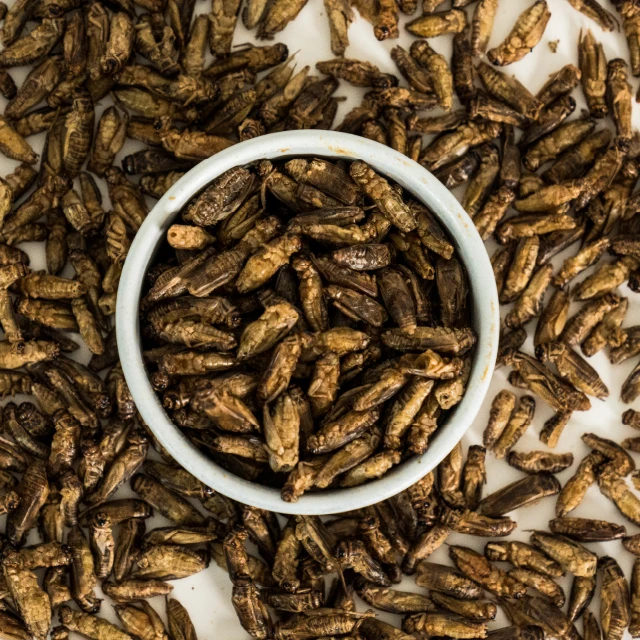 Premium Quality Whole Roasted Crickets 1000g. for the Future to Feed Next Generation Product of Thailand