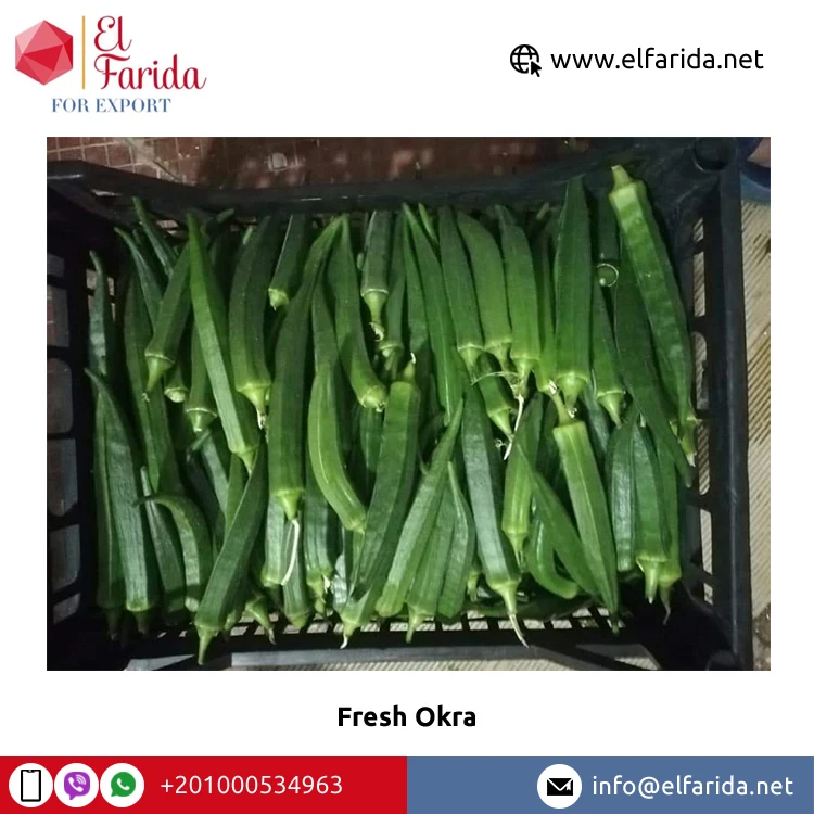 Good Price Fresh Crop Wholesale Natural Product Fresh Vegetables Best Quality Okra Available in Ready Stock
