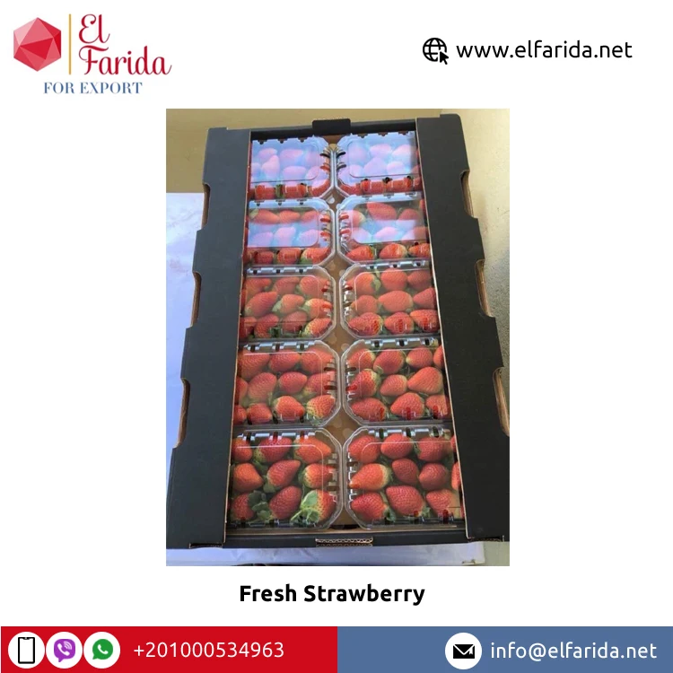 Export Quality Hot Sale Fruits Berries Delicious Sweet Taste Natural Fresh Strawberry for Wholesale Purchase at Bulk Price