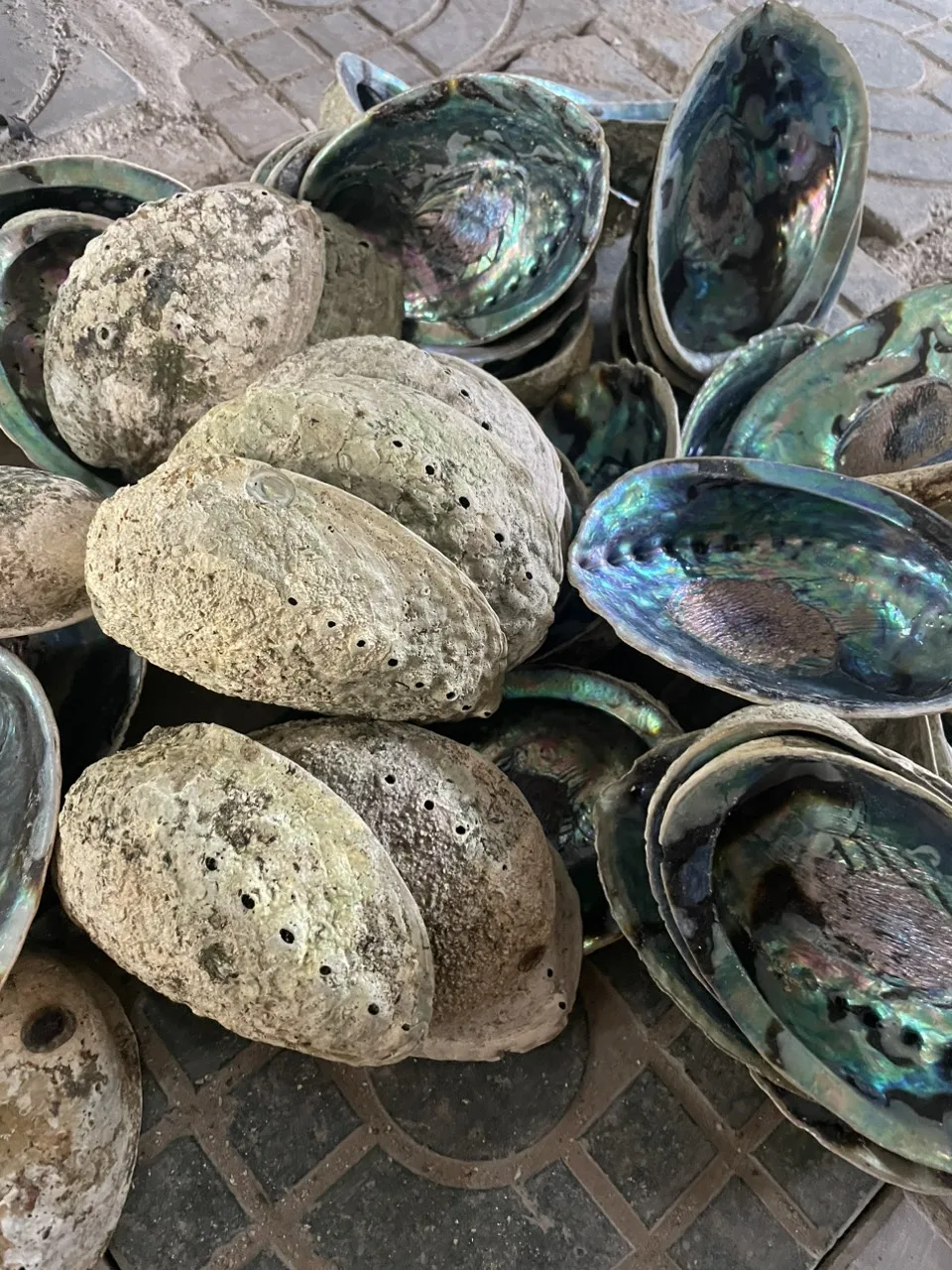Factory Hot sale Australia Raw Abalone Shells Smudge Kit Wholesale Cleansing Home Abalone Shells
