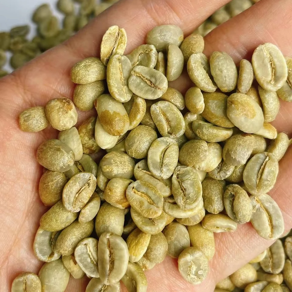 Top Selling Vietnam Green Coffee Beans Robusta/ Arabica Green beans Coffee -  Competitive Price for NEW CROP Wholesales