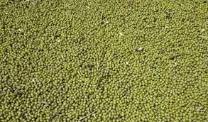 Wholesale High Quality and good price whole Green Vigna Mung Beans from Direct Supplier