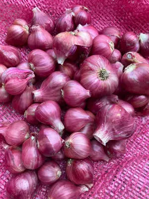 Лидер продаж, тайские овощные свежие красные шалоты + 66934602728 Сетчатая Сумка для лука, высокое качество, готов к экспорту из Таиланда