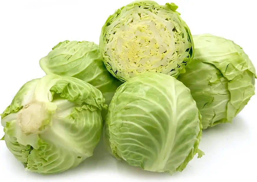 Best High Quality Fresh Vegetable Cabbage