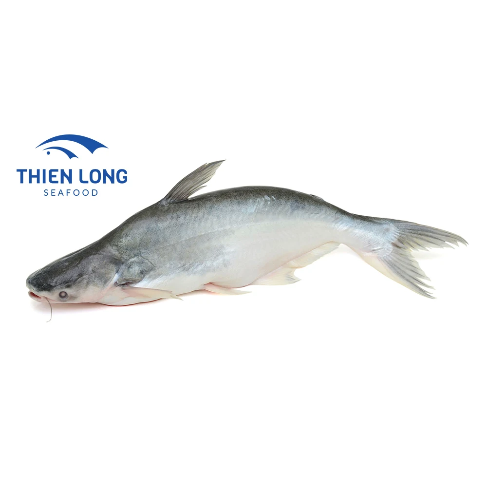 High Quality IQF Whole Round Pangasius Fish With Weight 10kg And Shelf Life 24 Months From Vietnam