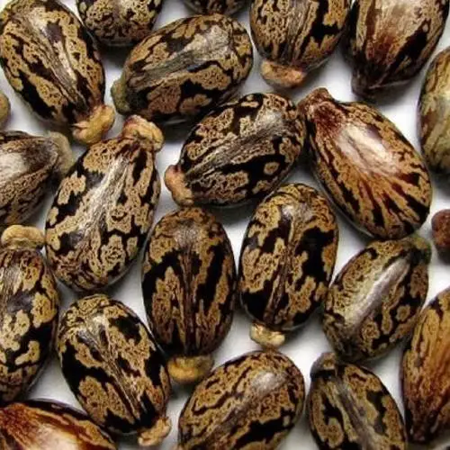 Hydrogenated castor oil & Castor seed wholesale supply from India