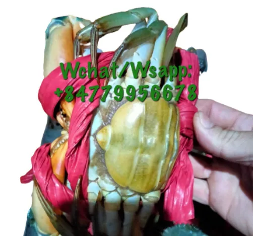 WHOLESALE MUD CRAB/ CRAB ROE /MEAT CRAB  HIGH QUALITY FROM CA MAU PROVINCE