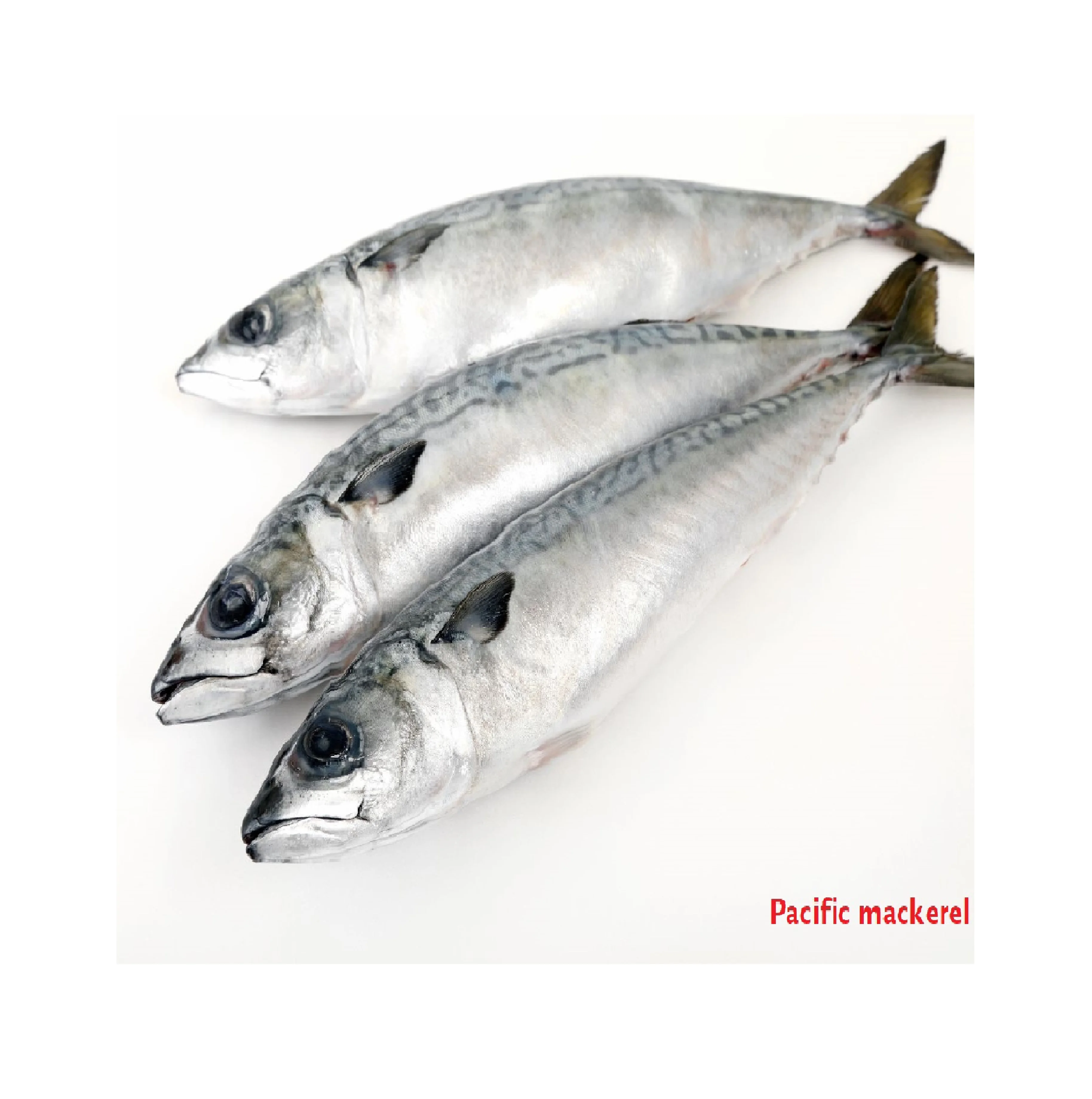 Wholesale Pacific Meal Wild Caught Fish Frozen Whole Round Herring