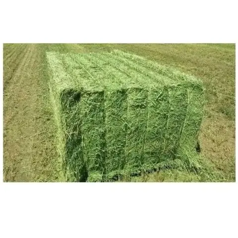 Buy Organic Alfalfa Grass Hay in Hungary / Alfalfa Hay Pellets For Animal Feed For Sale Bulk in the uk