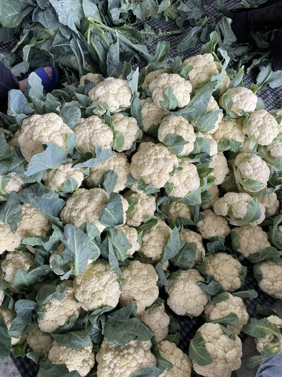 Vietnamese agricultural products white cauliflower weight 500g up high quality goods