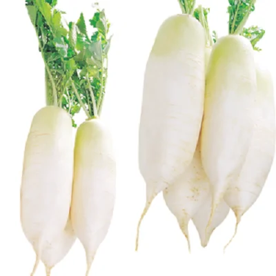 Export China organic vegetables new season fresh White radish  factory price radish