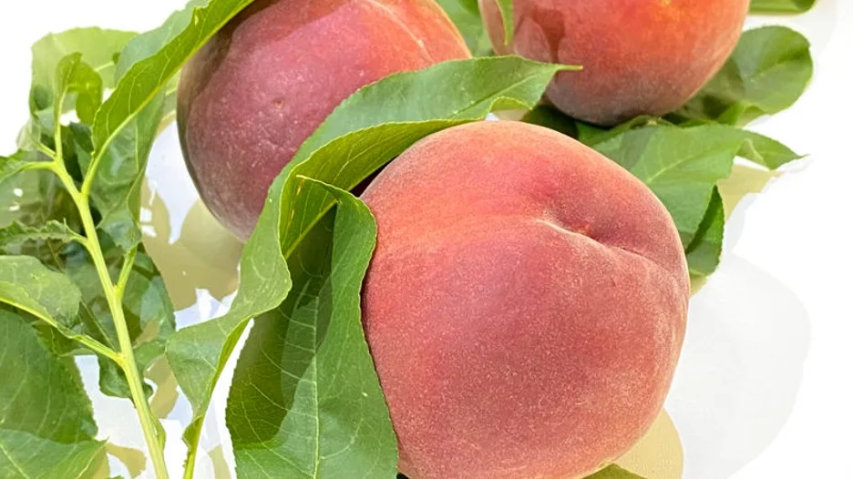 Wholesale fresh peaches