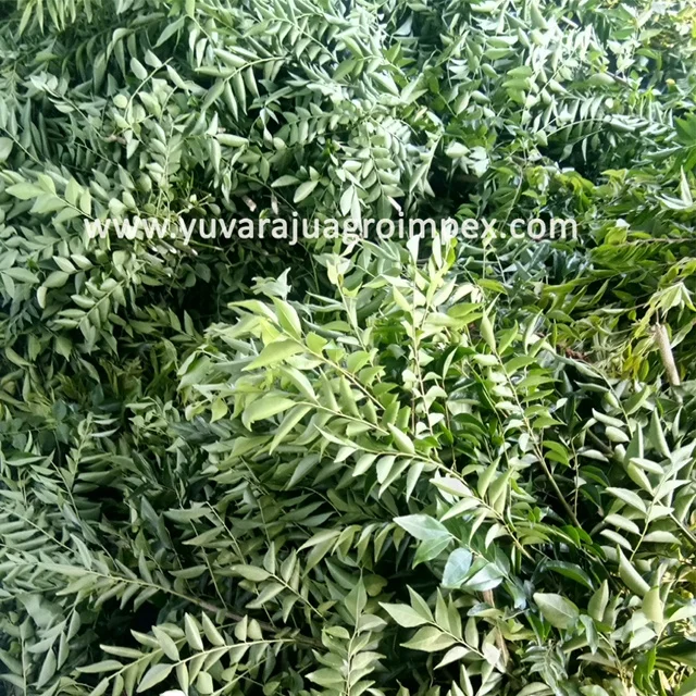 Indian spices dried curry leaves Manufactures in India to Canada USA  Australia Sri Lanka Nigeria Ireland Malaysia