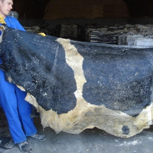 Wholesale  private label best  raw wet salted cattle hides industrial grade 50kg bags 25ton 15days cow sk
