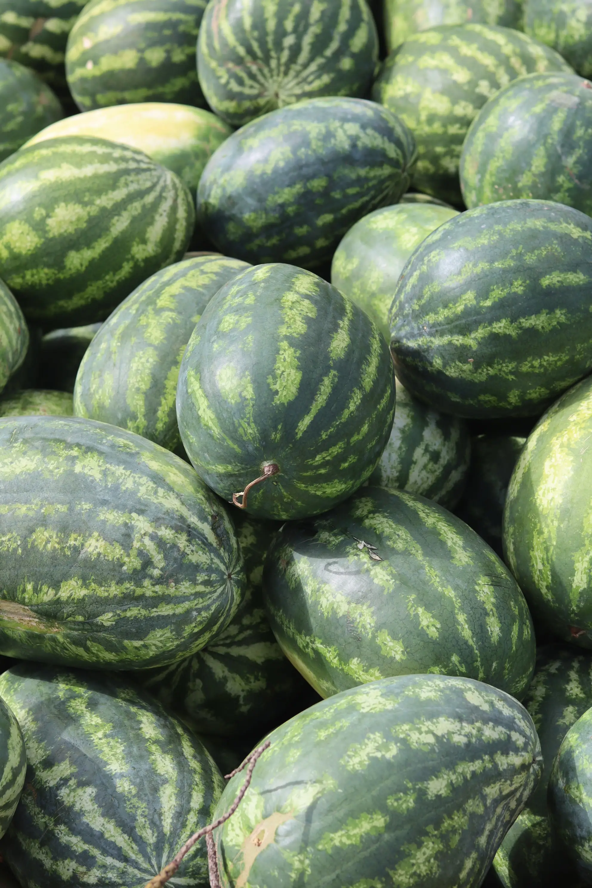 Watermelons Wholesale Get in Bulk Rates Fresh Melons Premium Organic Epxort Quality with Customized Packaging Service