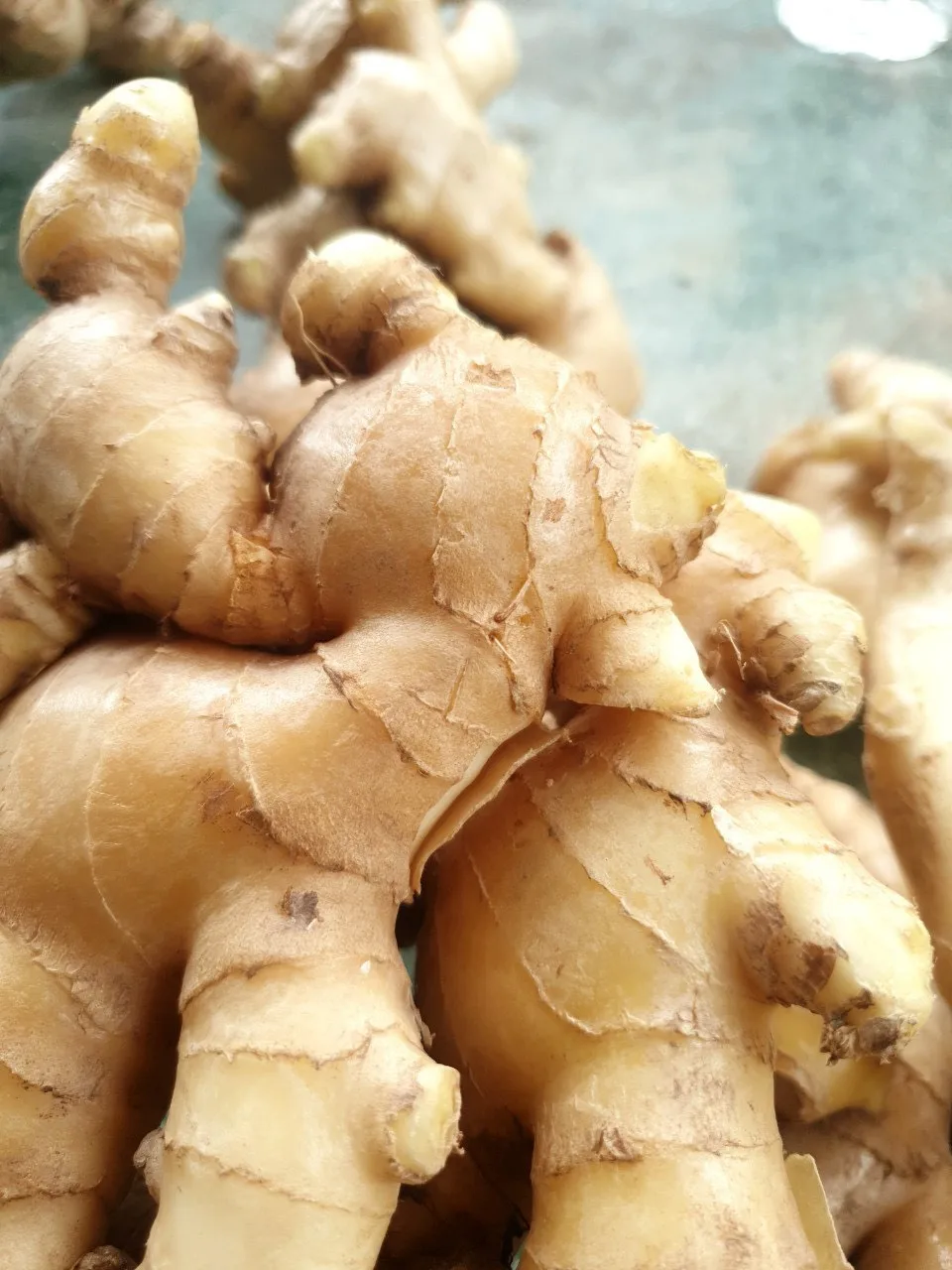 High Quality Competitive Price Fresh Elephant Ginger From Vietnam 2023 Fresh Ginger Export