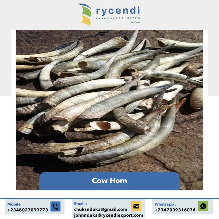 Superior Quality Hot Selling Craft Products Nigerian Origin Natural Crafts Cow Horns at Wholesale Market Price