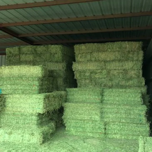 Alfafa Hay Feed/ Dehydrated Alfalfa cubes ready for Export