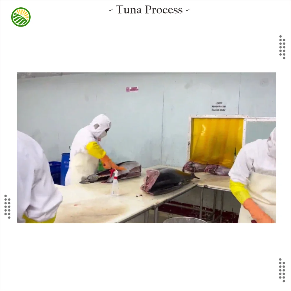 Frozen Tuna Ground Meat from Indonesia Export Quality  of  Yellow Fin Tuna