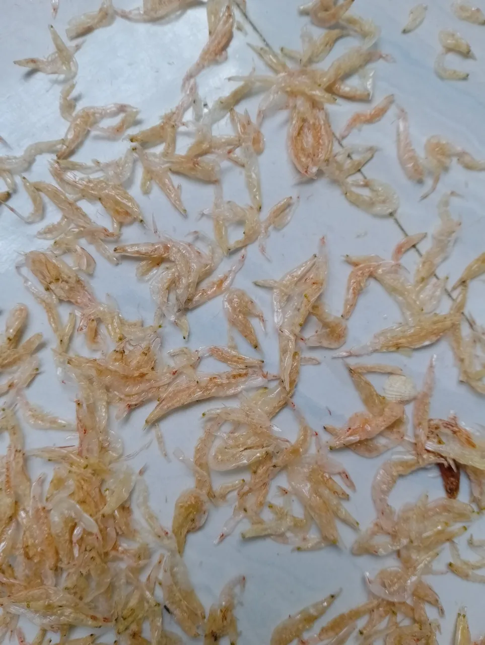 Dried Shrimp Price  Best Taste Cooking Multi Use Processing Type Delicious Flavor Dried Baby Shrimp Vietnam