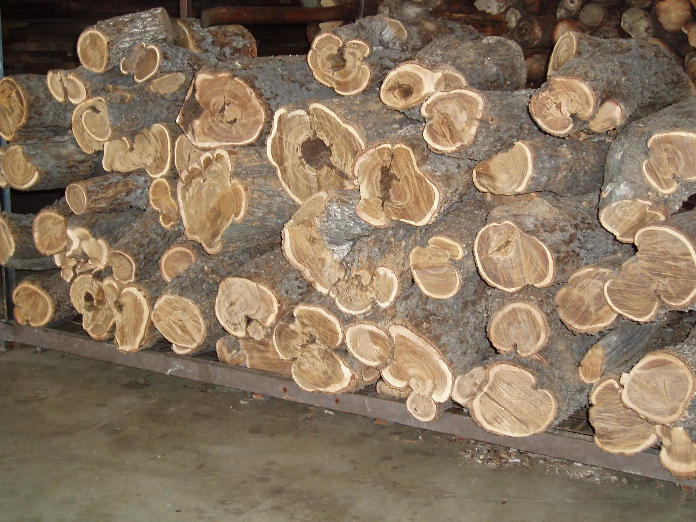 SANDAL LOGS BUDDHAWOOD FRAGRANT NATIVE