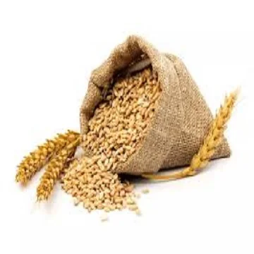 High Quality Wheat Grain Wholesale price