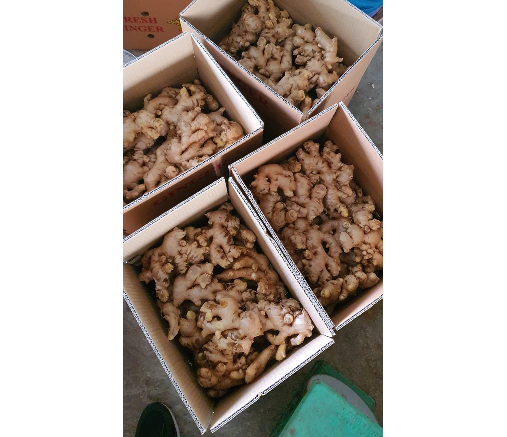 High quality wholesales dried fresh ginger dehydrated spice export Vietnam best selling 2023