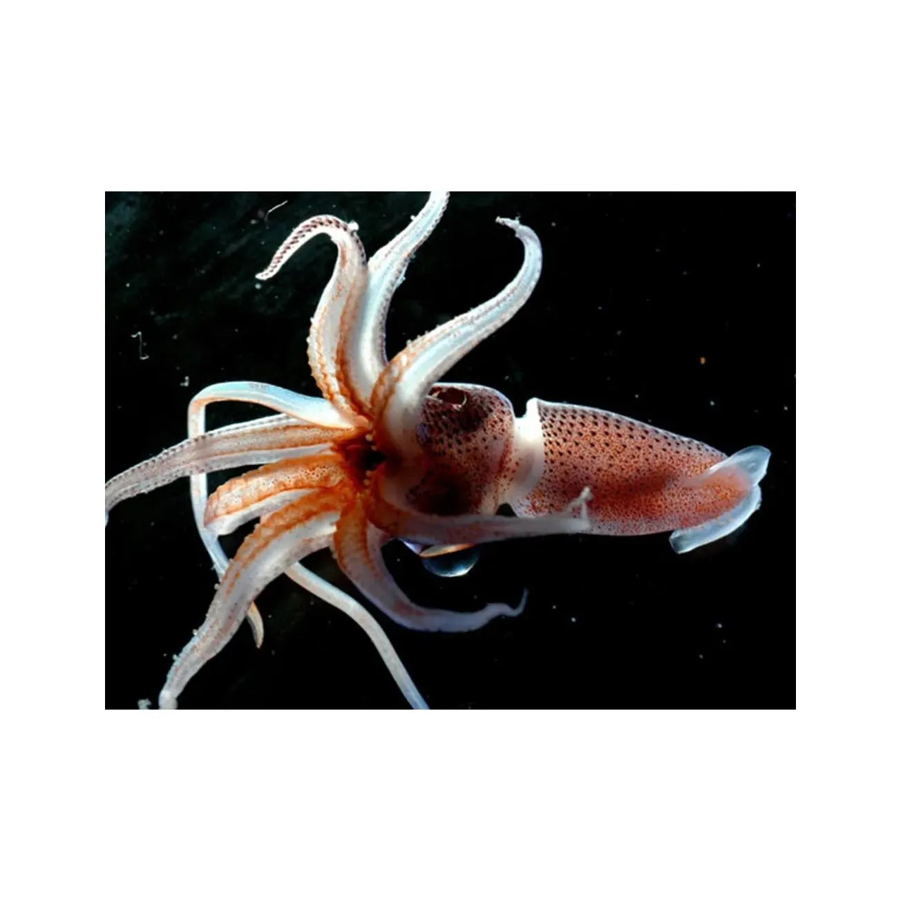 Thailand Fresh Squid / High Quality Dry Dried Free Tax Flower and SSquid Fillet