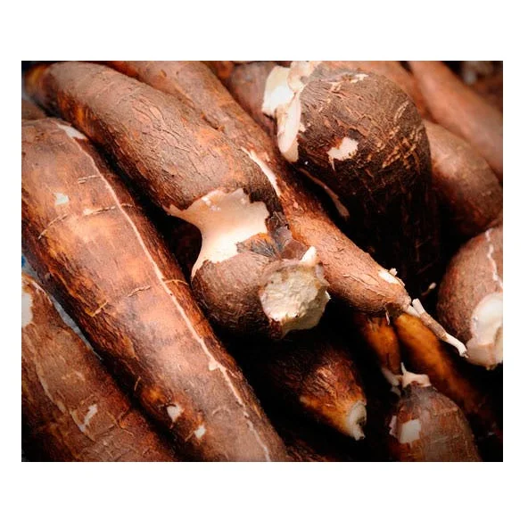 Lowest Price Vegetable Fresh Costa Rica Cassava Roots Premium Quality Bulk Quantity For Exports From Europe